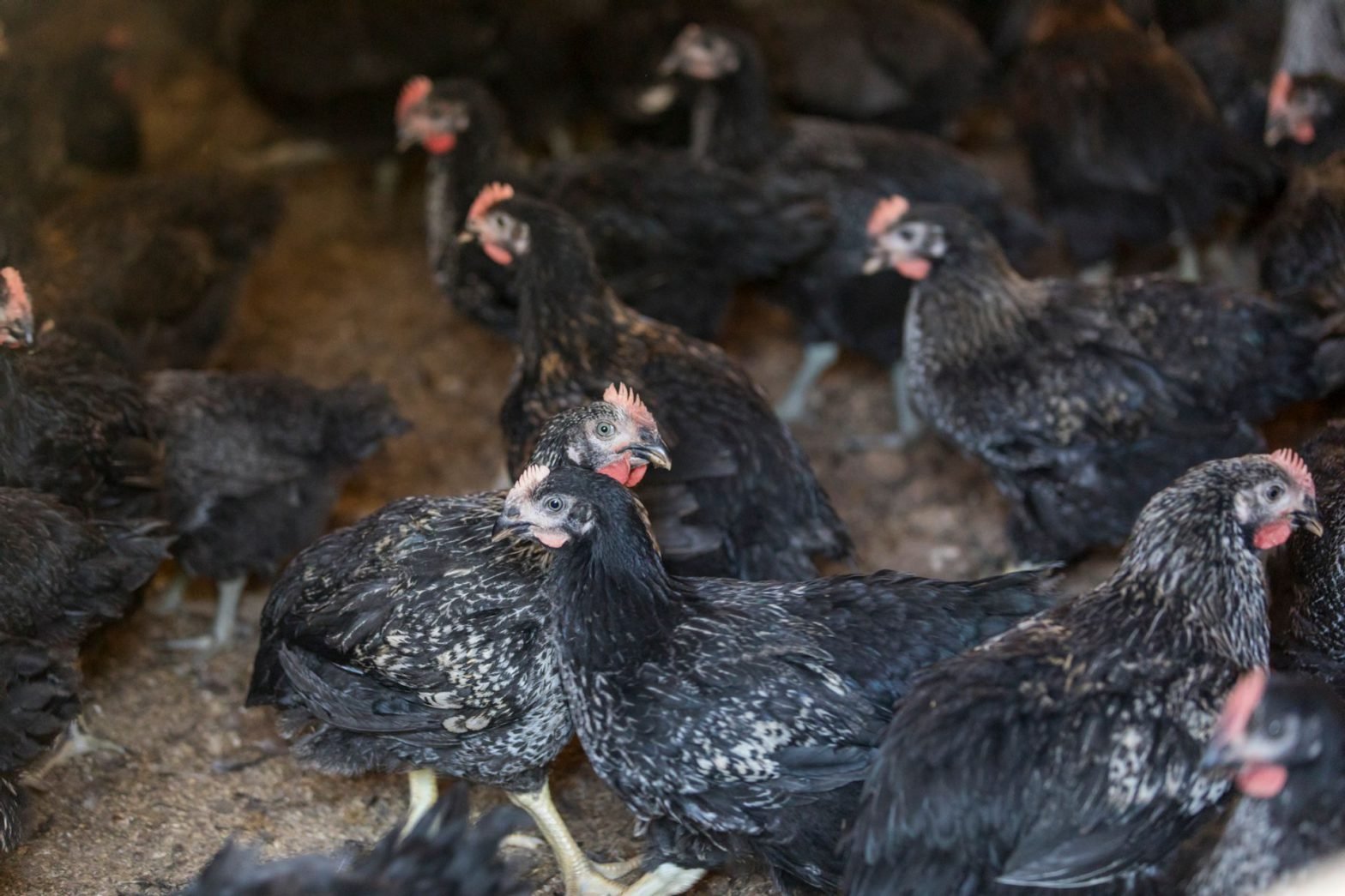 ⛩️ 옥조 신사 (타마노오야 진자), 스오국 이치노미야 이미지 9